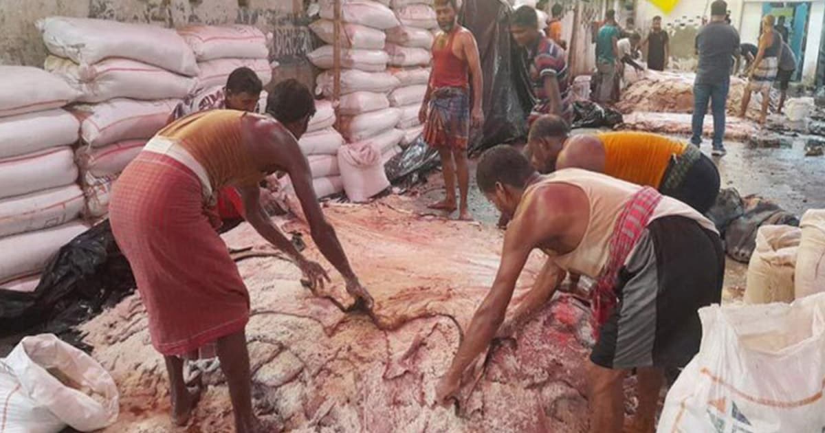 কোরবানির ঈদ ঘিরে চামড়া ব্যবসায় চাঙ্গাভাব