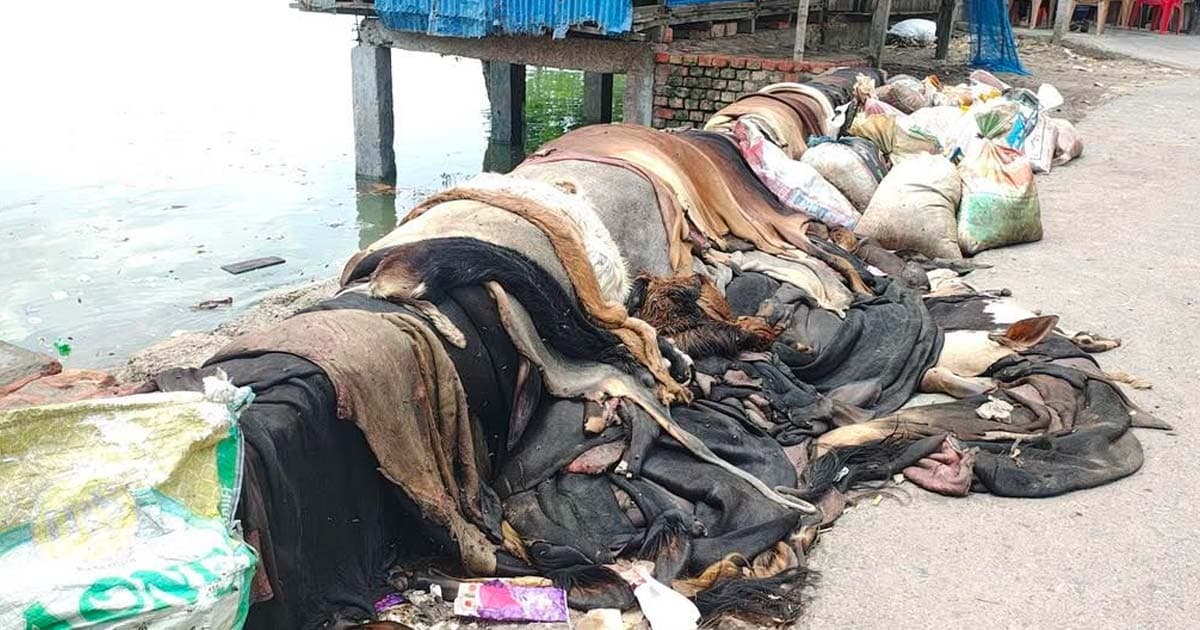 শ্যামনগরে কোরবানির চামড়া বিক্রি না হওয়ায় বিপাকে সাধারণ মানুষ