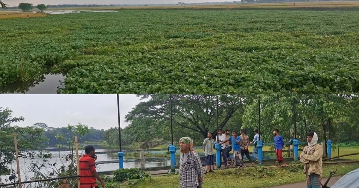 বেরিবাঁধের কারণে জলাবদ্ধতা, শঙ্কায় কৃষক