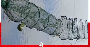 পাবনার ভাঙ্গুড়ায় হুমকিতে দেশীয় মাছের পোনা