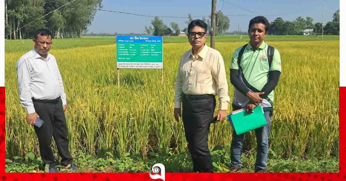 ঠাকুরগাঁওয়ে বিনা ধান-১৭ বীজ উৎপাদন মাঠ পরিদর্শন