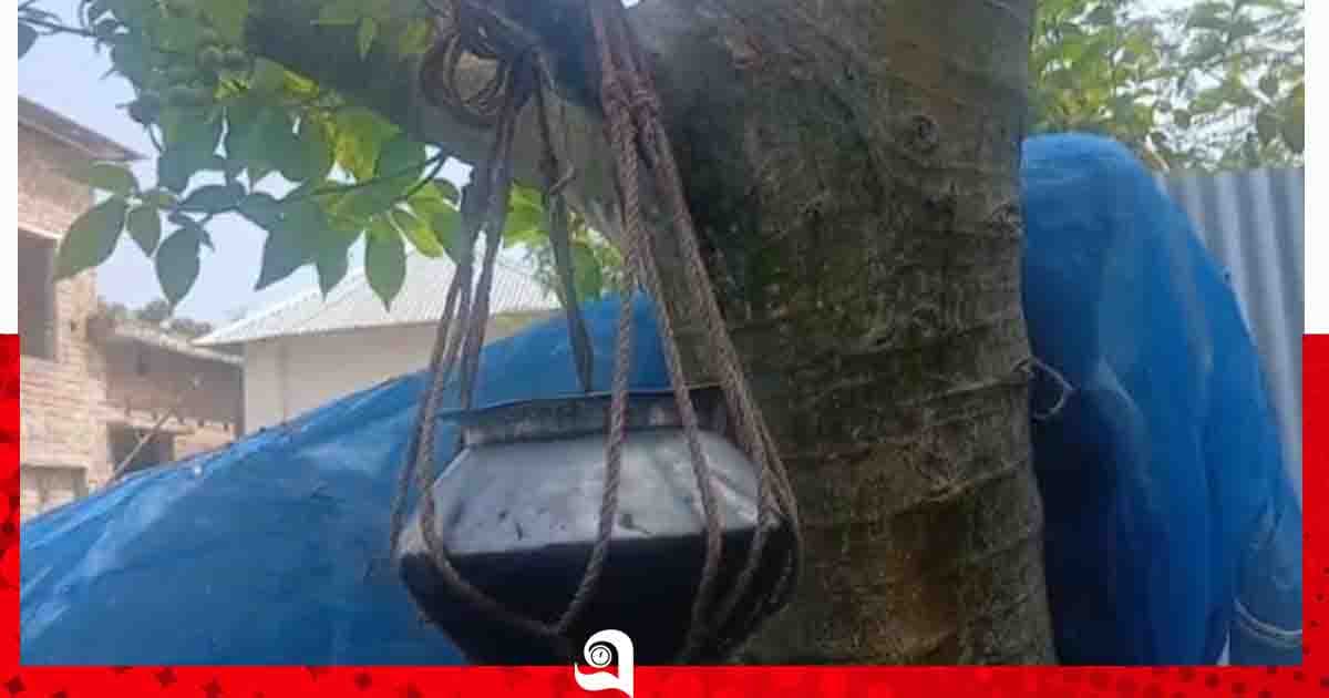 ডুমুর গাছের ডালে পাতিল ঝুলিয়ে 'রোগ মুক্তির' প্রচার, এলাকায় চাঞ্চল্য
