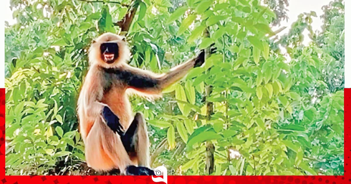 অচেনা শহরে নিঃসঙ্গ হনুমান