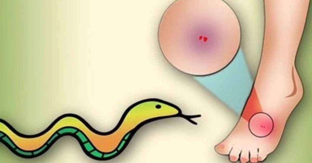 ঘুমন্ত অবস্থায় সাপের কামড়ে গৃহবধূর মৃত্যু