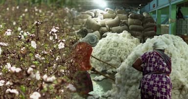 ২০৫০ সালের মধ্যে ১৯ লাখ গাঁট তুলা উৎপাদনে সরকারের লক্ষ্যমাত্রা