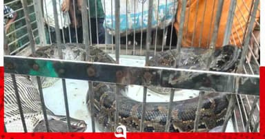 শ্যামনগরে মুরগির ঘরে ১০ ফুটের অজগর, ৬ হাঁস-মুরগি সাবাড়