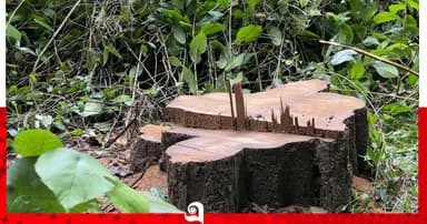লাউয়াছড়ায় সেগুন গাছ চুরি, বনকর্মীদের সম্পৃক্ততার অভিযোগ