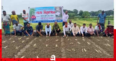 দাম বাড়ায় সুদিন ফিরছে আখচাষে, মোসিম মিলে রোপণ মৌসুম শুরু