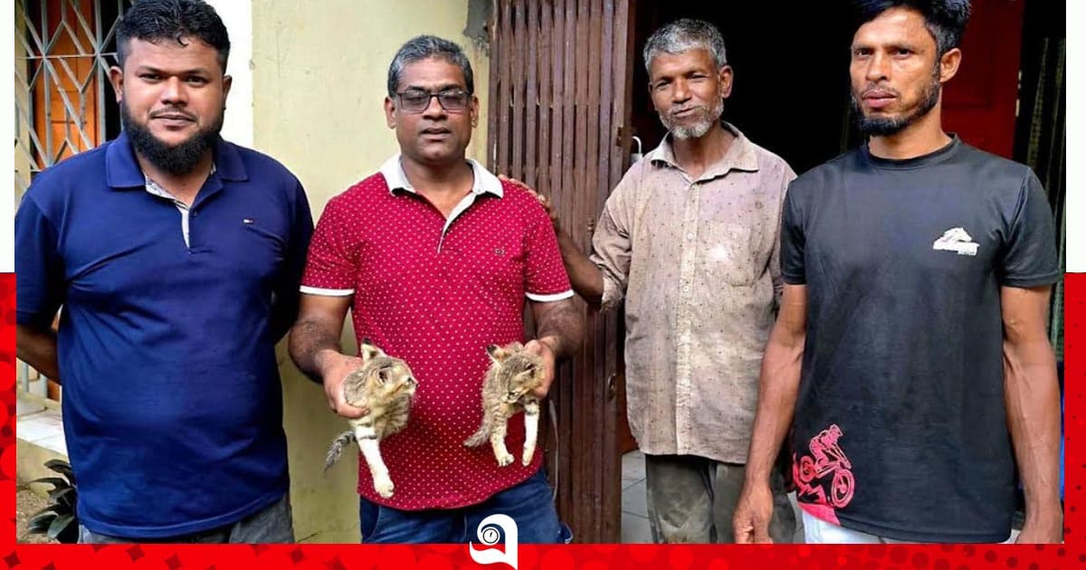 শ্রীমঙ্গলে বনবিড়ালের দুটি বাচ্চা উদ্ধার