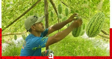 অসময়ের সোনা, সিরাজগঞ্জে কৃষিতে নতুন আশা কানিয়া