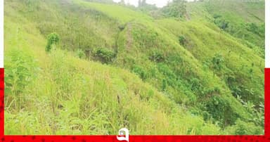 পাহাড়জুড়ে জুমের সোনালী ধান