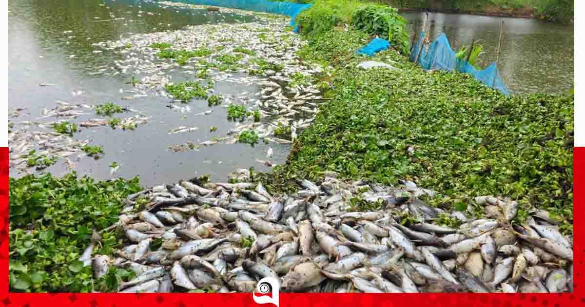 শ্রীপুরে পুকুরে বিষ প্রয়োগে ১৬ হাজার মাছ নিধন, ১২ লাখ টাকার ক্ষতি