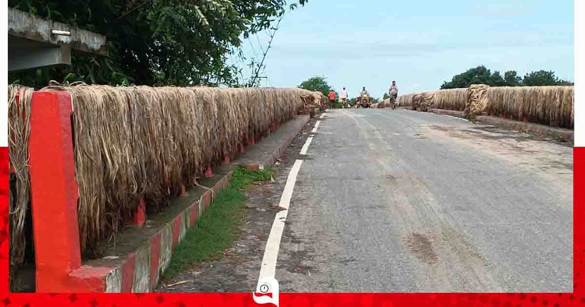 শিবগঞ্জে পাটের বাম্পার ফলন, দামে খুশি চাষিরা