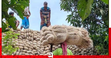 যমুনার চরে পাট উৎপাদনে কৃষকের বাজিমাত