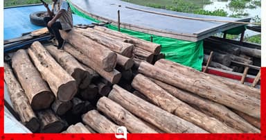 দুর্গম বন থেকে গাছ কেটে পাচার, চার বোটভর্তি কাঠ আটক