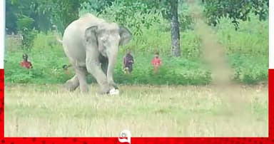 বুনো হাতি খেললো ফুটবল...